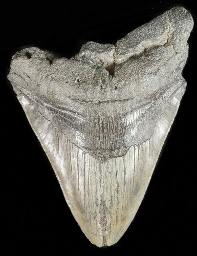 Bargain, Megalodon Tooth - South Carolina #47601